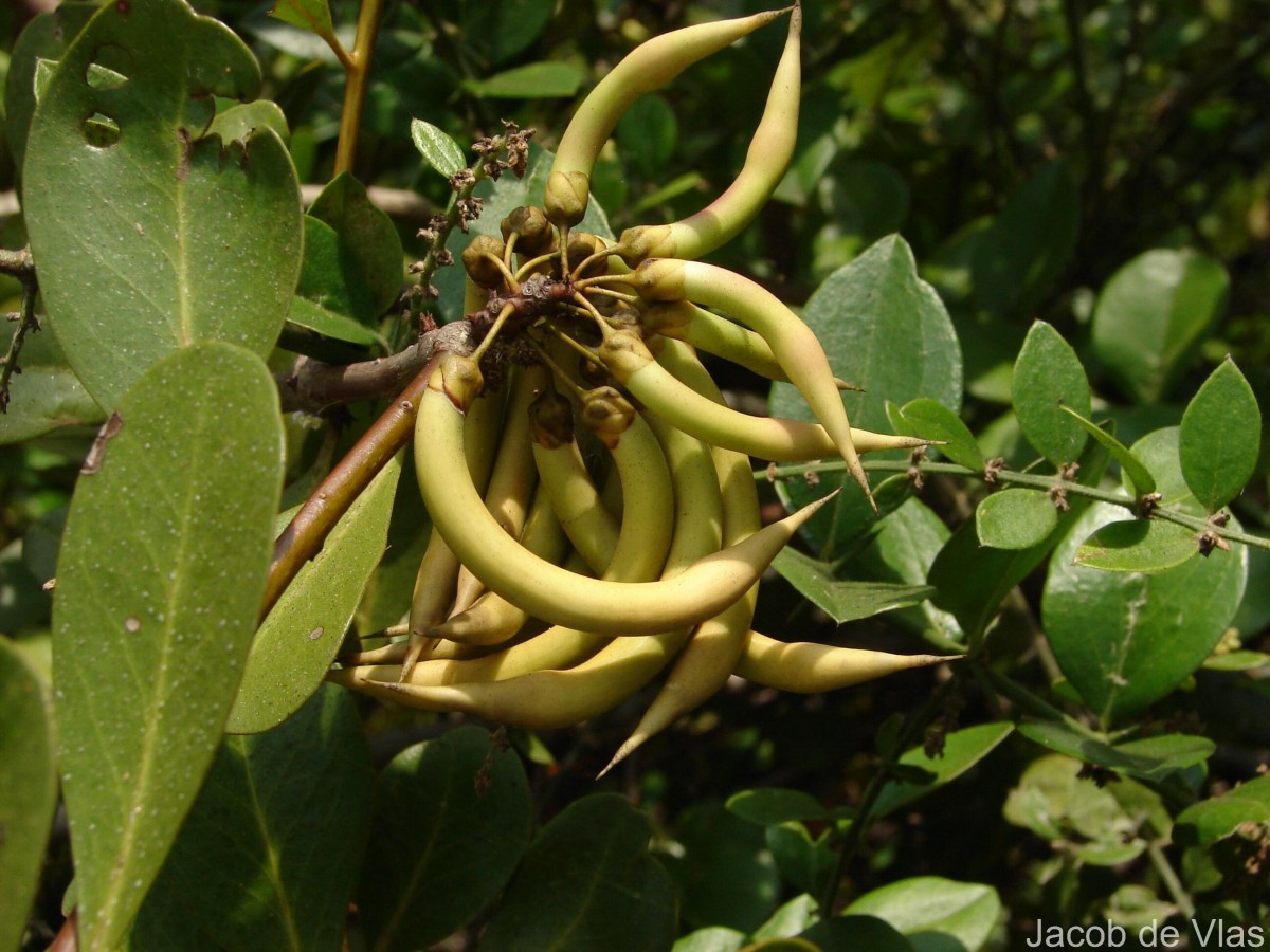 Aegiceras corniculatum (L.) Blanco